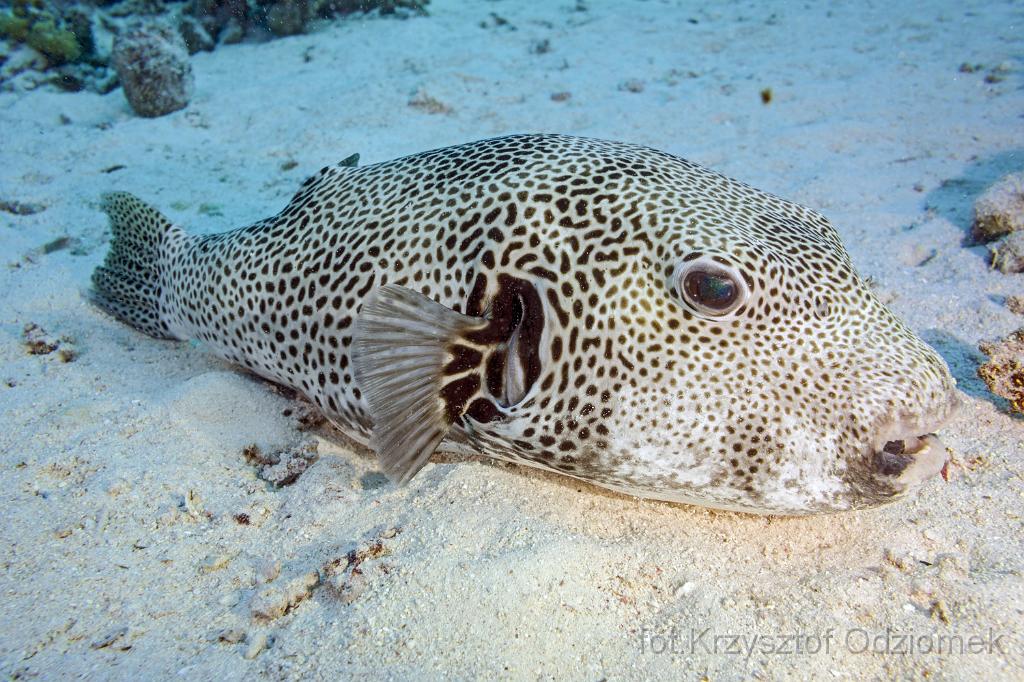 Egypt,diving,underwater,fish,gallery,coral,reef,Egypt  - big pufferfish on the sand