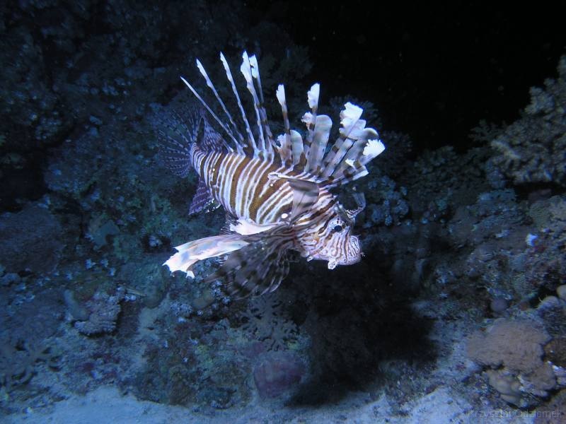 Egypt,diving,underwater,fish,gallery,coral,reef,lionfish