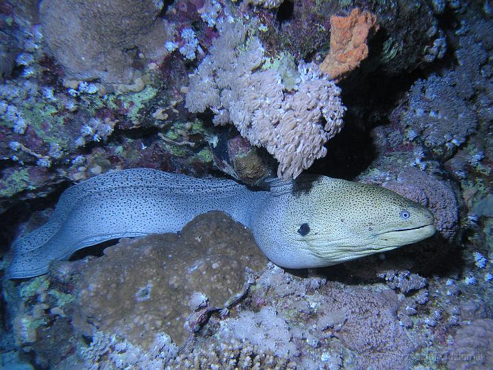 Egypt,diving,underwater,fish,gallery,coral,reef,Moray Eel