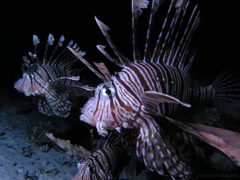 Egypt,diving,underwater,fish,gallery,coral,reef,lionfish