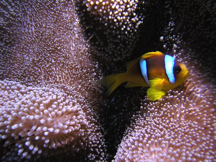 Egypt,diving,underwater,fish,gallery,coral,reef,anemone fish