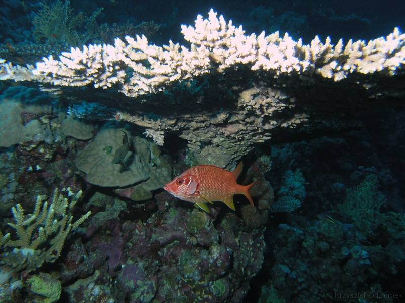 Egypt,diving,underwater,fish,gallery,coral,reef,Sabre Squirrelfish,table coral
