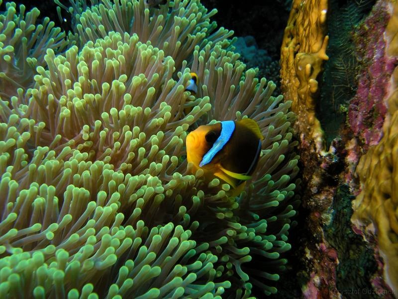 Egypt,diving,underwater,fish,gallery,coral,reef,anemone fish