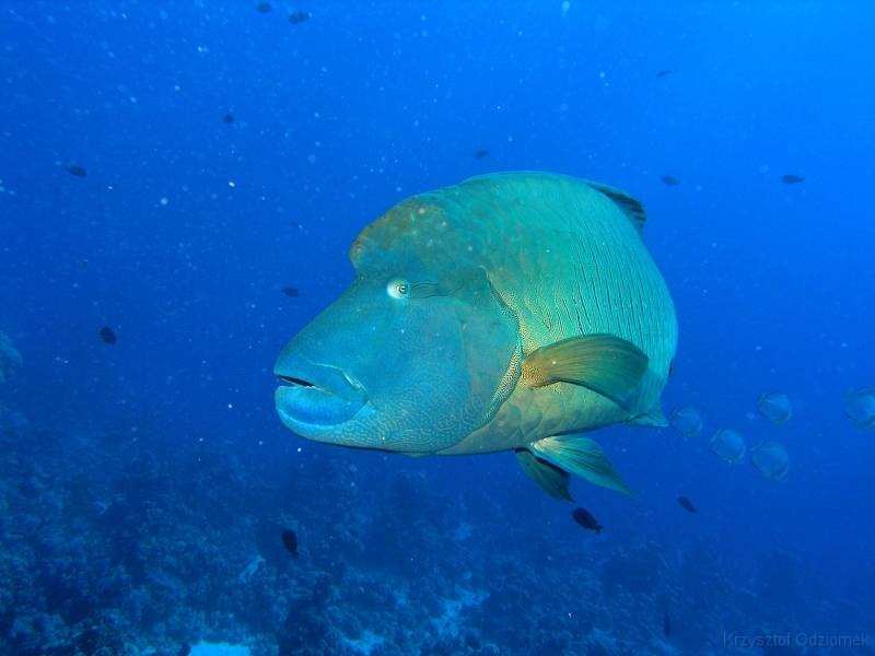 Egypt,diving,underwater,fish,gallery,coral,reef,Napoleon wrasse