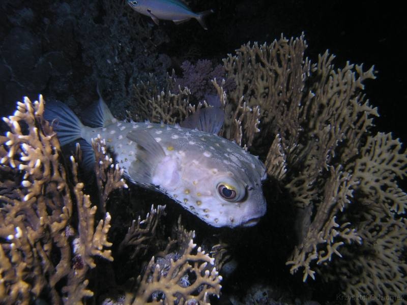 Egypt,diving,underwater,fish,gallery,coral,reef,Porcupine fish
