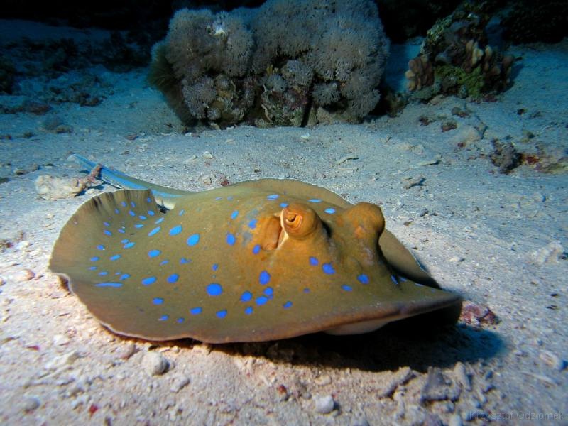 Egypt,diving,underwater,fish,gallery,coral,reef,stingray