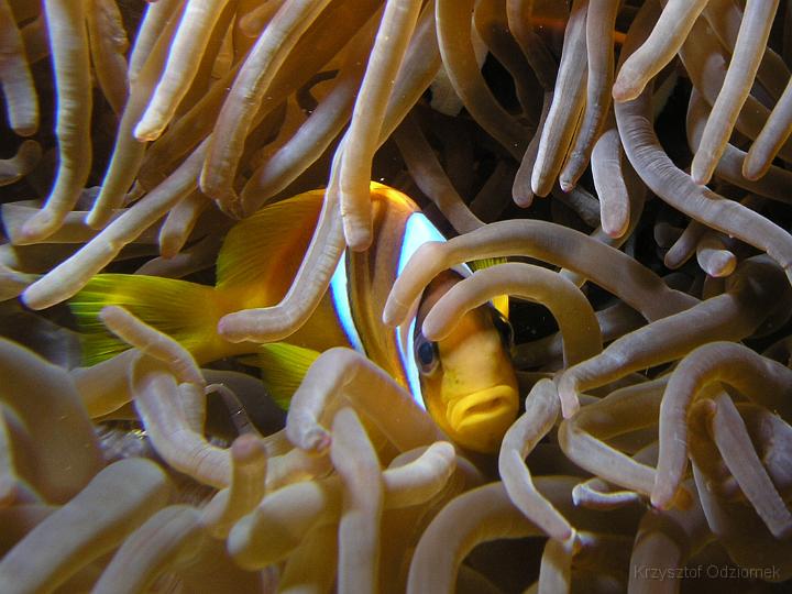 Egypt,diving,underwater,fish,gallery,coral,reef,anemone fish