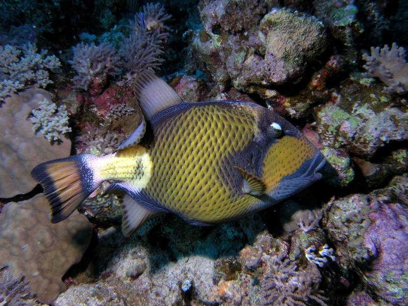 Egypt,diving,underwater,fish,gallery,coral,reef,titan Trigger fish