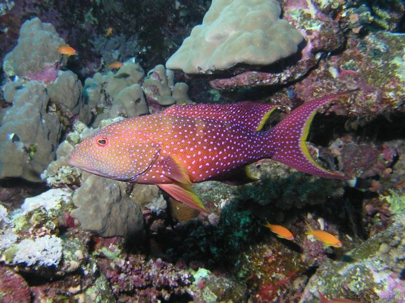 Egypt,diving,underwater,fish,gallery,coral,reef,grouper fish