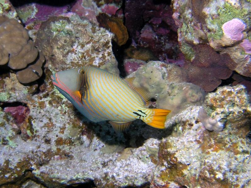Egypt,diving,underwater,fish,gallery,coral,reef