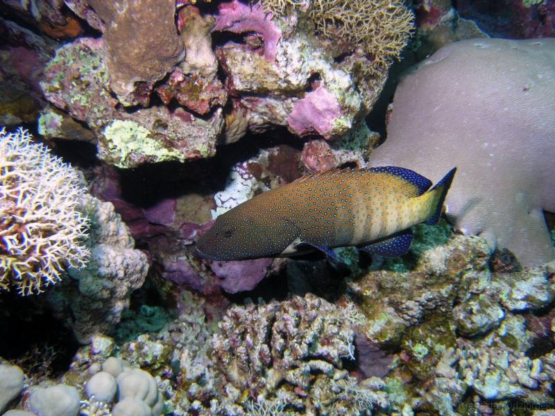 Egypt,diving,underwater,fish,gallery,coral,reef,grouper fish