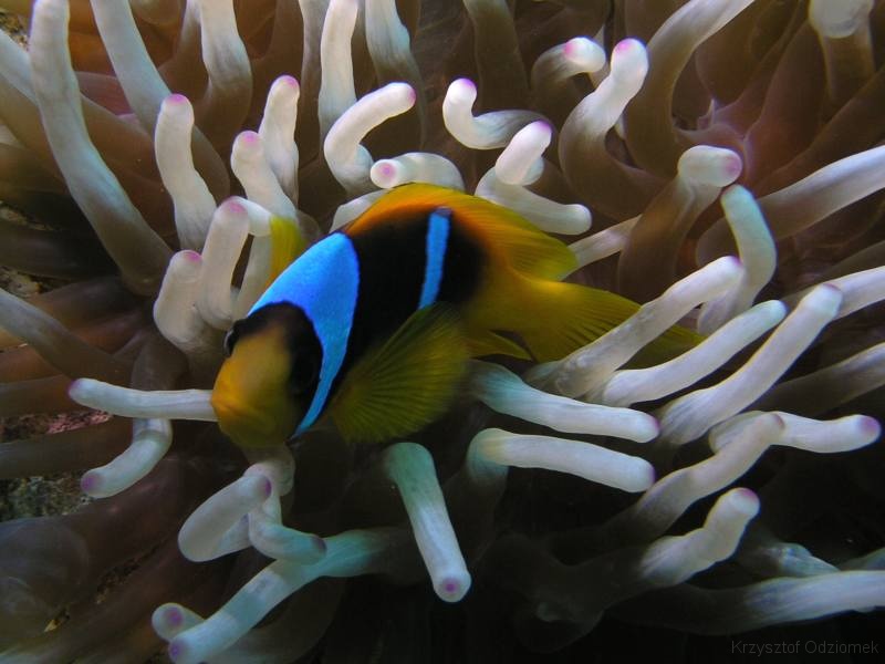Egypt,diving,underwater,fish,gallery,coral,reef,anemonefish,clownfish