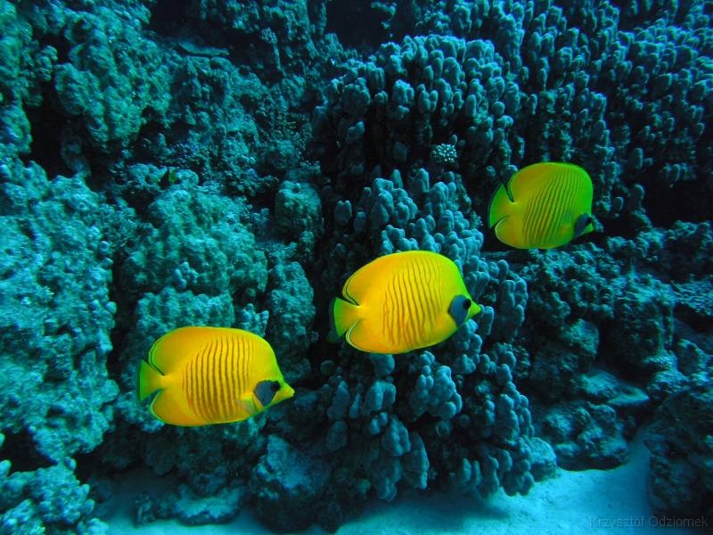 Egypt,diving,underwater,fish,gallery,coral,reef,school of butterfly fish