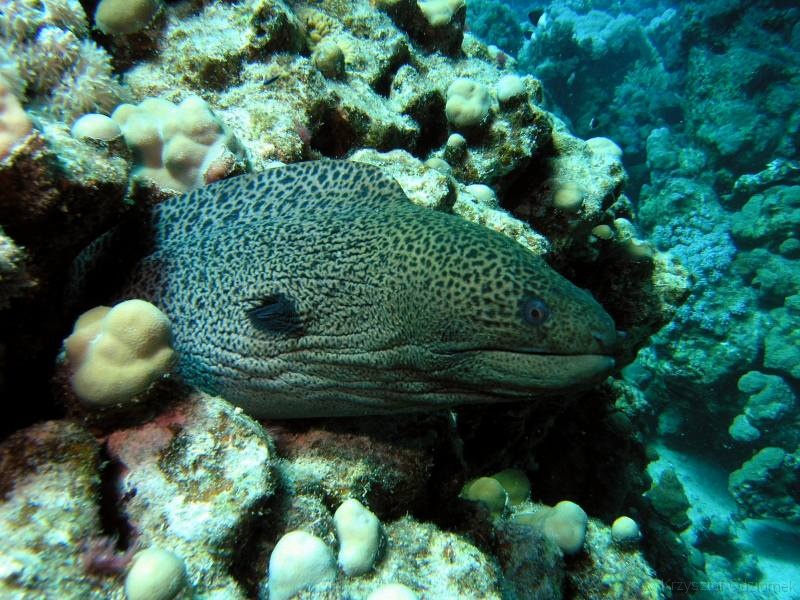 Egypt,diving,underwater,fish,gallery,coral,reef,giant moray