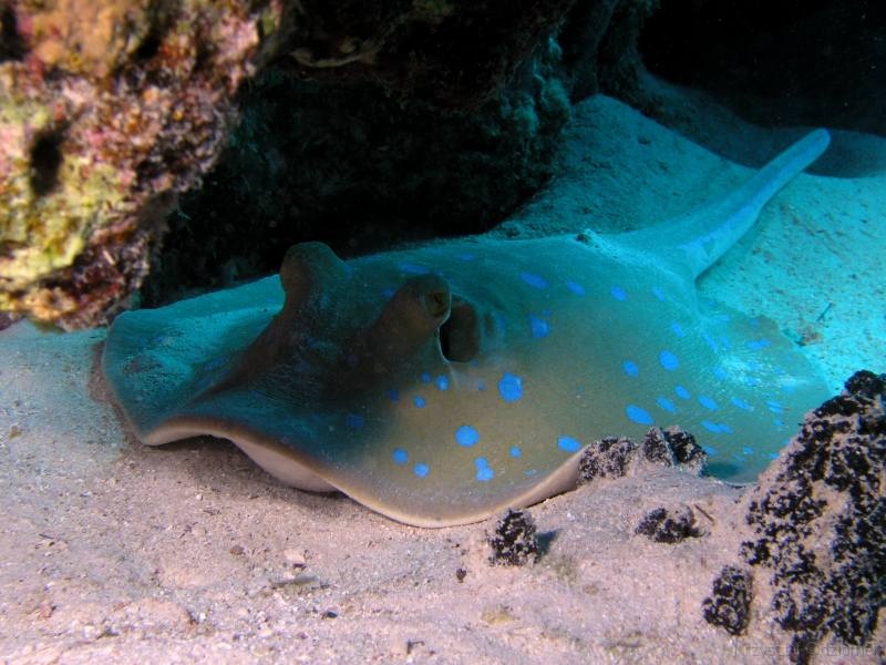 Egypt,diving,underwater,fish,gallery,coral,reef,stingray
