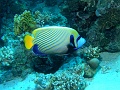 Egypt-Emperor angelfish