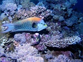 Egypt - Wrasse fish