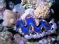 Egypt - Giant clam