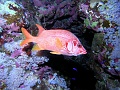 Egypt - Sabre Squirrelfish