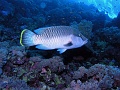 Egypt - humphead wrasse fish