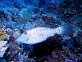 Egypt,diving,underwater,fish,gallery,coral,reef,