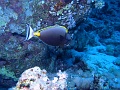 Egypt - Orangespine unicornfish