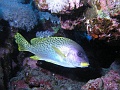 Egypt - Blackspotted Rubberlip fish