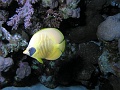 Egypt - butterfly fish