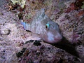 Egypt,diving,underwater,fish,gallery,coral,reef,