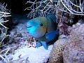 Egypt - parrotfish