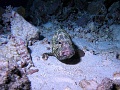 Egypt - Big grouper fish