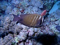 Egypt,diving,underwater,fish,gallery,coral,reef,Sailfin Tang Surgeonfish