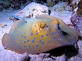 Egypt,diving,underwater,fish,gallery,coral,reef,stingray