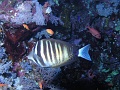 Egypt,diving,underwater,fish,gallery,coral,reef,Sailfin Tang Surgeonfish