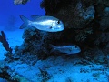 Egypt,diving,underwater,fish,gallery,coral,reef,Blackspotted Rubberlip fish