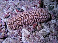 Egypt,diving,underwater,fish,gallery,coral,reef,