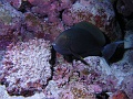 Egypt,diving,underwater,fish,gallery,coral,reef,black Surgeonfish