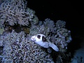 Egypt,diving,underwater,fish,gallery,coral,reef,Porcupine fish