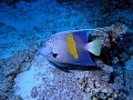 Egypt,diving,underwater,fish,gallery,coral,reef,Yellowbar Angelfish