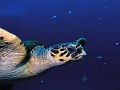 Egypt,diving,underwater,fish,gallery,coral,reef,sea turtle