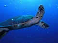 Egypt,diving,underwater,fish,gallery,coral,reef,sea turtle
