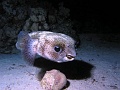 Egypt,diving,underwater,fish,gallery,coral,reef,Porcupine fish