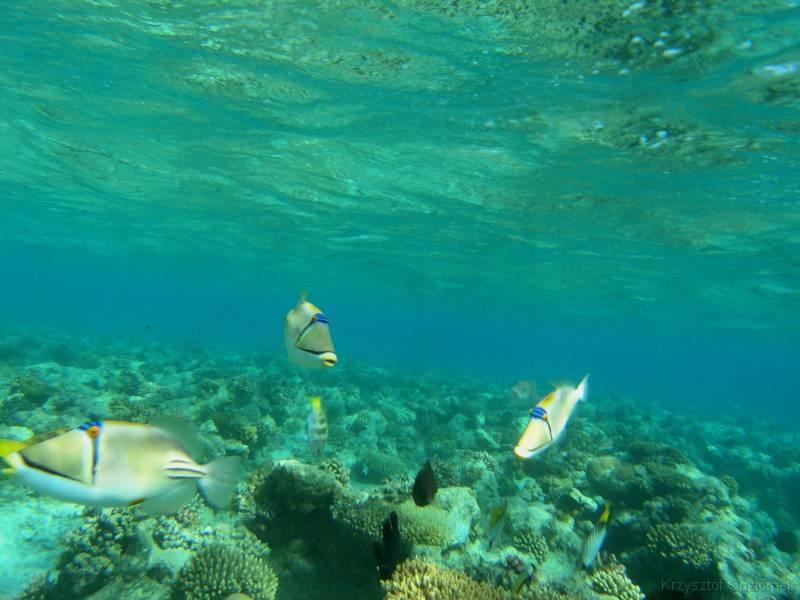 Egypt,diving,underwater,fish,gallery
