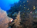 Egypt,diving,underwater,fish,gallery,reef,coral