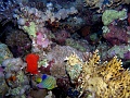 Egypt,diving,underwater,fish,gallery,reef,coral