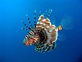 Egypt,diving,underwater,fish,gallery,lionfish
