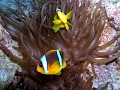 Egypt,diving,underwater,fish,gallery,anemonefish,clownfish