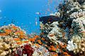 Egypt,diving,underwater,fish,gallery,coral,reef,grouper fish and school of anthias fish on the coral reef