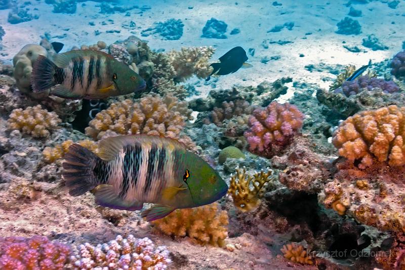 Egypt - Slingjaw Wrasse Fish