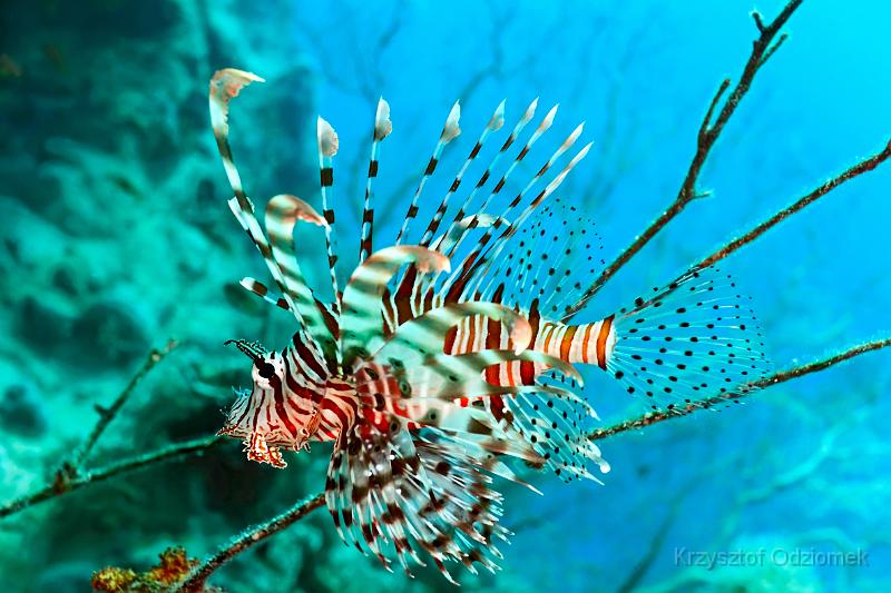 Egypt,diving,underwater,fish,gallery,coral,reef,Lionfish on the coral reef
